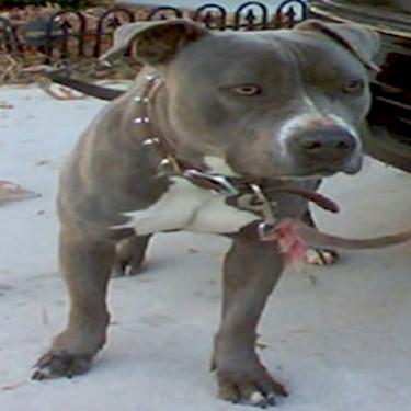 Nelsons Lo Lo Pit Bull.jpg